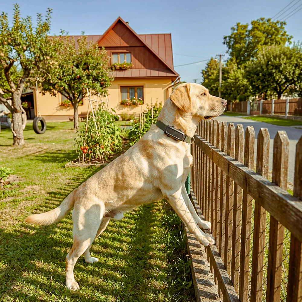 Labrador opřený o&nbsp;plot zahrady