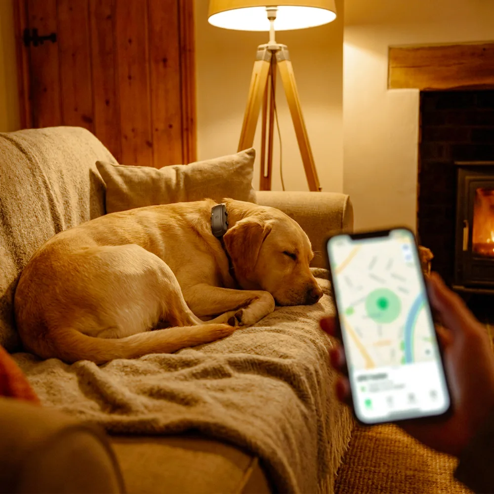 Spící labrador na gauči, v&nbsp;ruce telefon s&nbsp;mapou aplikace Findee Pets