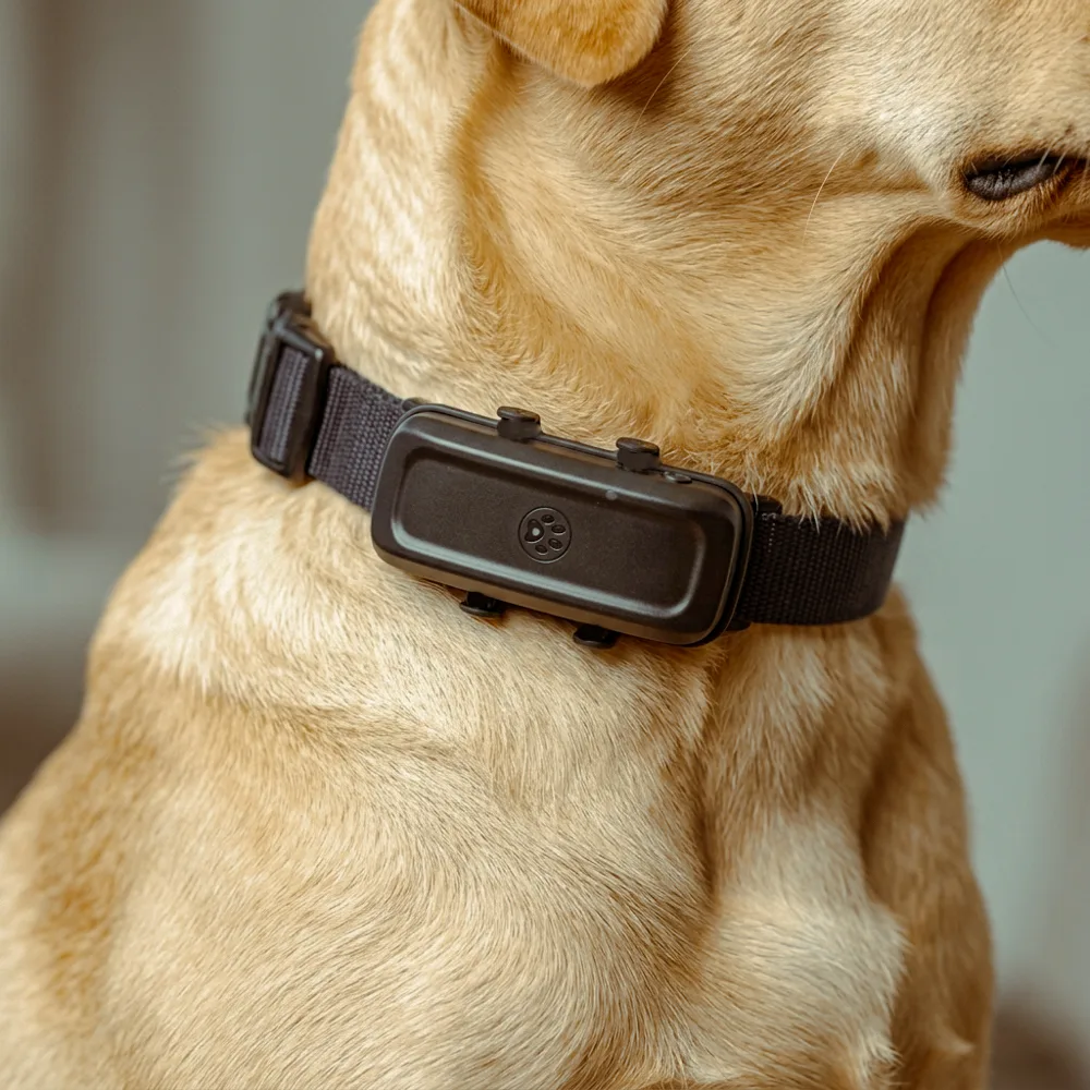 Detail GPS trackeru na koženém obojku psa